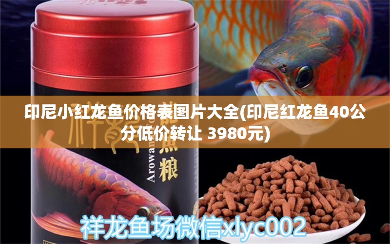 印尼小紅龍魚價(jià)格表圖片大全(印尼紅龍魚40公分低價(jià)轉(zhuǎn)讓 3980元) 印尼紅龍魚