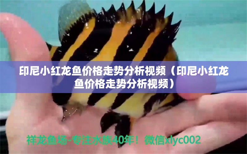 印尼小紅龍魚價格走勢分析視頻（印尼小紅龍魚價格走勢分析視頻） 造景/裝飾