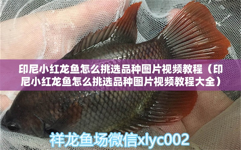 印尼小紅龍魚怎么挑選品種圖片視頻教程（印尼小紅龍魚怎么挑選品種圖片視頻教程大全） 印尼小紅龍