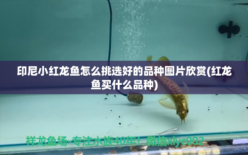 印尼小紅龍魚怎么挑選好的品種圖片欣賞(紅龍魚買什么品種)