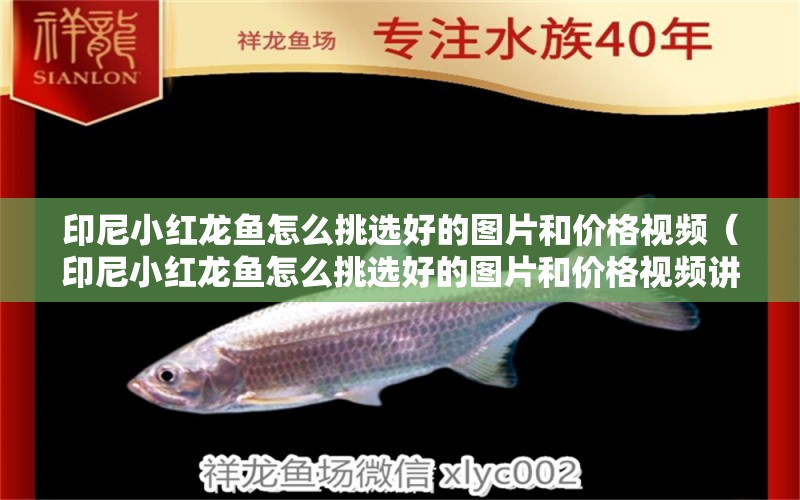 印尼小紅龍魚(yú)怎么挑選好的圖片和價(jià)格視頻（印尼小紅龍魚(yú)怎么挑選好的圖片和價(jià)格視頻講解） 黃金貓魚(yú)