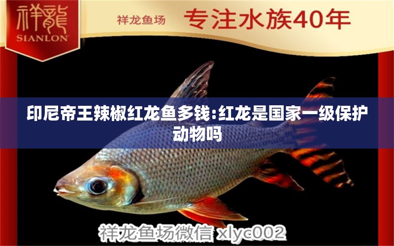 印尼帝王辣椒紅龍魚多錢:紅龍是國家一級保護動物嗎 龍魚批發(fā)