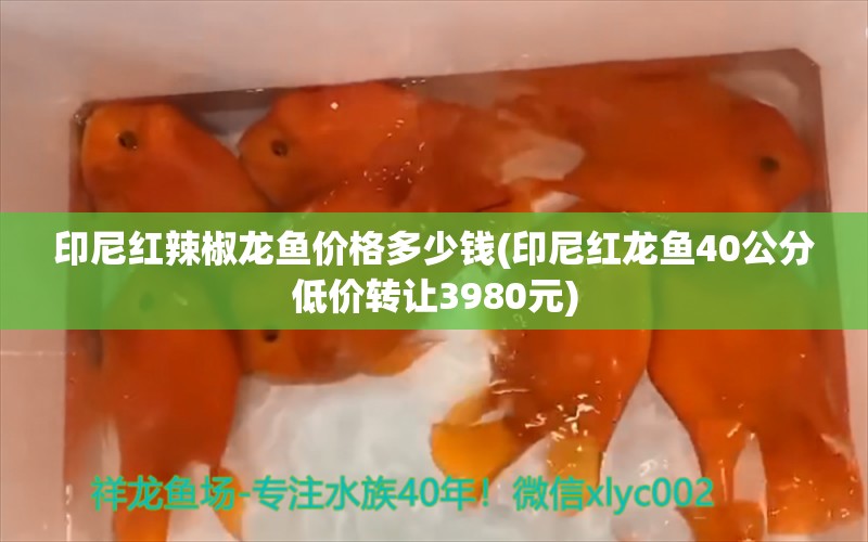 印尼紅辣椒龍魚價格多少錢(印尼紅龍魚40公分低價轉讓3980元) 印尼紅龍魚