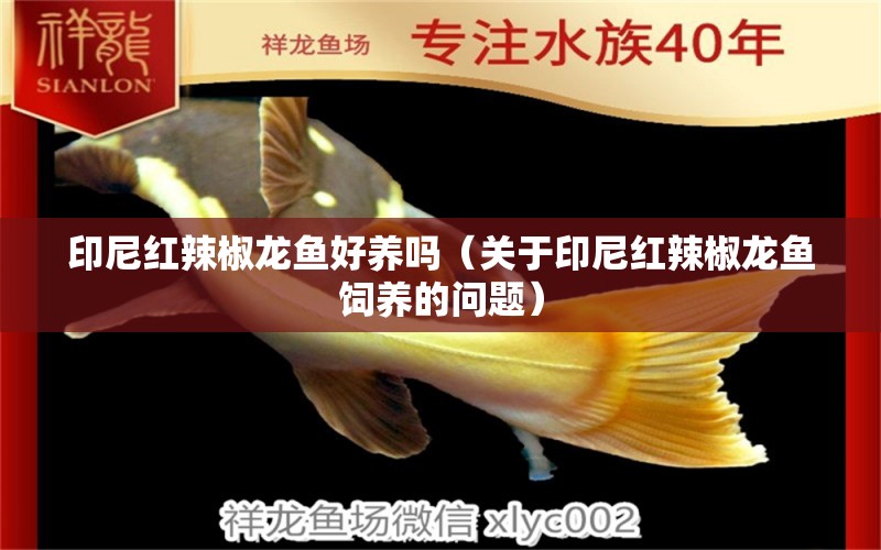 印尼紅辣椒龍魚好養(yǎng)嗎（關(guān)于印尼紅辣椒龍魚飼養(yǎng)的問題） 水族問答 第1張