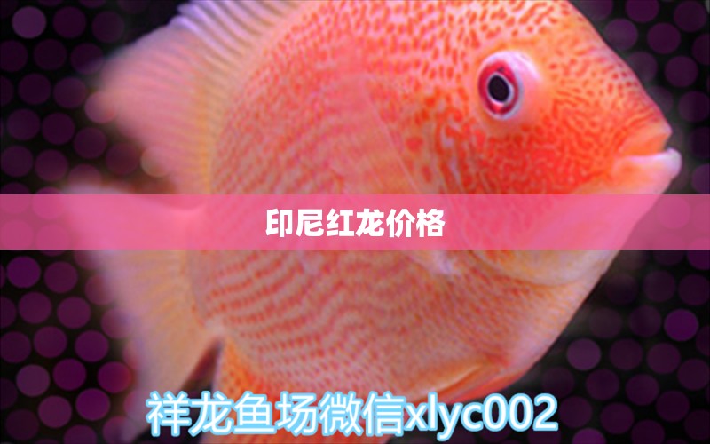 印尼紅龍價格 祥龍魚場