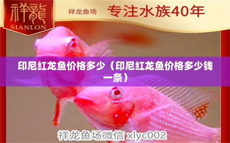 印尼紅龍魚價(jià)格多少（印尼紅龍魚價(jià)格多少錢一條）