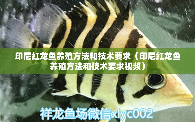 印尼紅龍魚養(yǎng)殖方法和技術(shù)要求（印尼紅龍魚養(yǎng)殖方法和技術(shù)要求視頻） 印尼紅龍魚