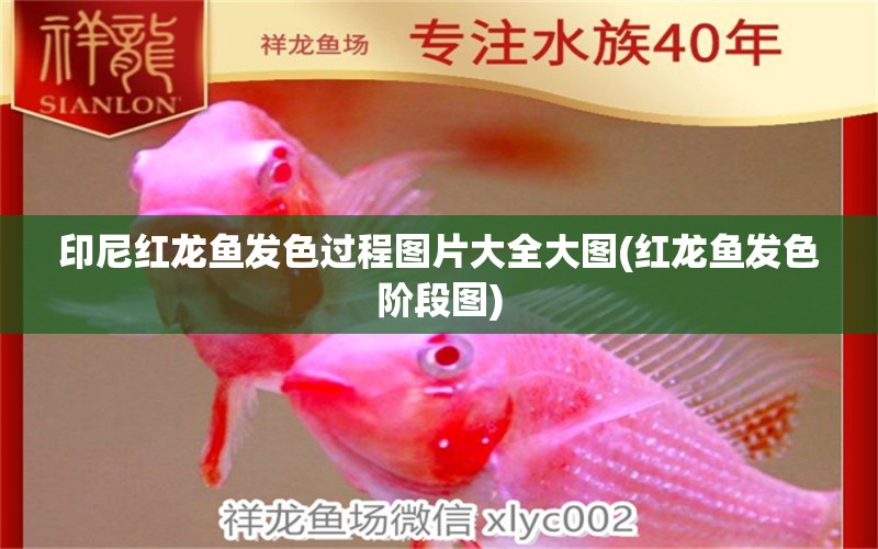 印尼紅龍魚發(fā)色過程圖片大全大圖(紅龍魚發(fā)色階段圖) 印尼紅龍魚