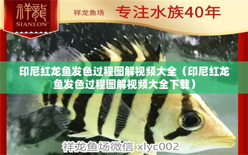 印尼紅龍魚發(fā)色過程圖解視頻大全（印尼紅龍魚發(fā)色過程圖解視頻大全下載）