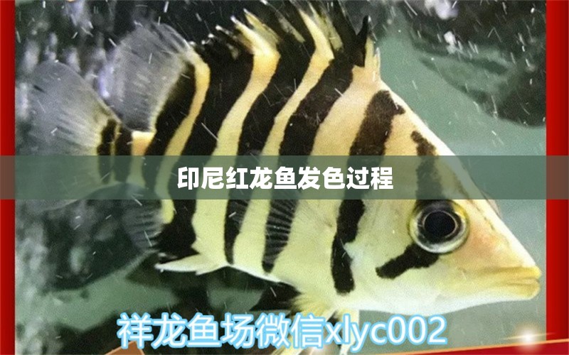 印尼紅龍魚發(fā)色過程