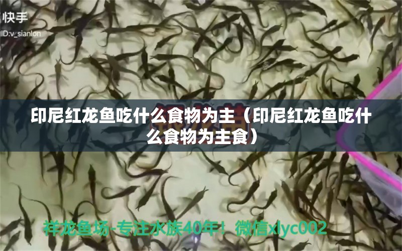 印尼紅龍魚吃什么食物為主（印尼紅龍魚吃什么食物為主食）