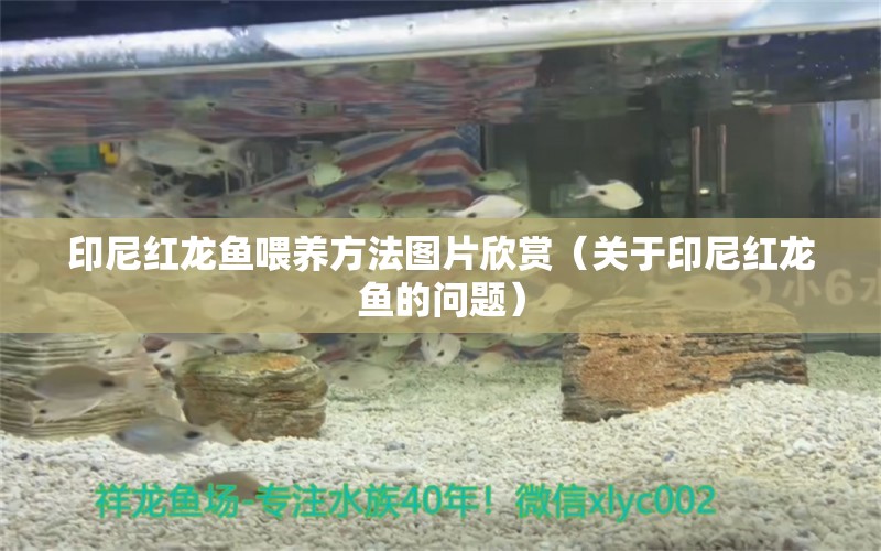 印尼紅龍魚喂養(yǎng)方法圖片欣賞（關(guān)于印尼紅龍魚的問題） 水族問答 第1張