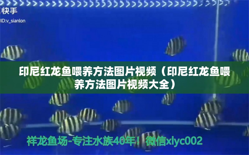 印尼紅龍魚(yú)喂養(yǎng)方法圖片視頻（印尼紅龍魚(yú)喂養(yǎng)方法圖片視頻大全）