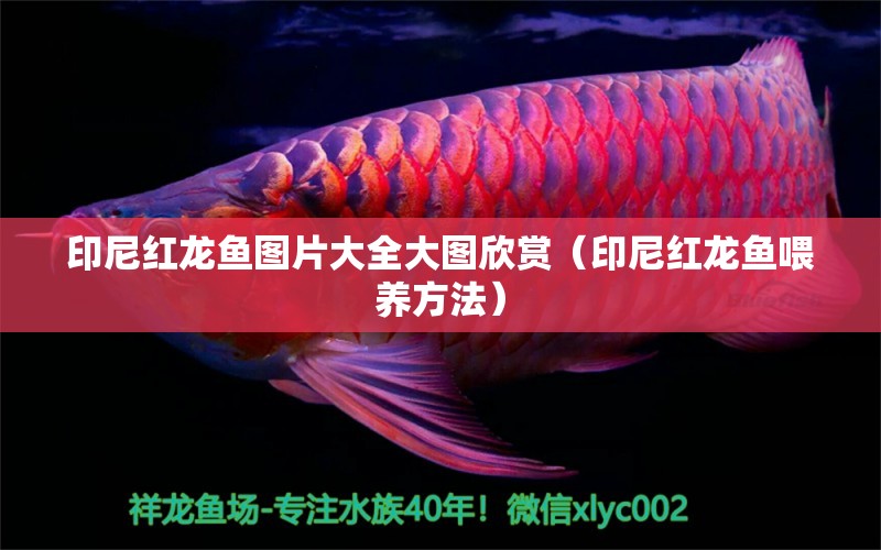 印尼紅龍魚圖片大全大圖欣賞（印尼紅龍魚喂養(yǎng)方法）