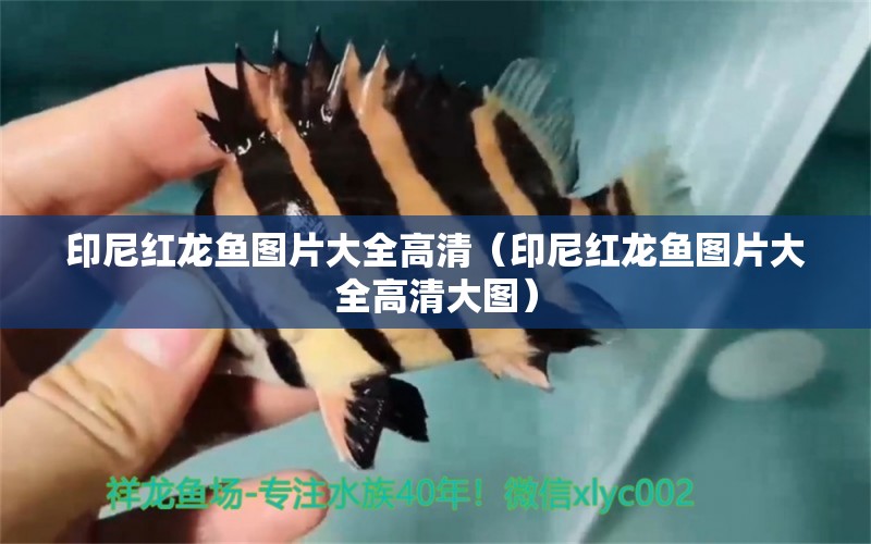 印尼紅龍魚(yú)圖片大全高清（印尼紅龍魚(yú)圖片大全高清大圖） 印尼紅龍魚(yú)