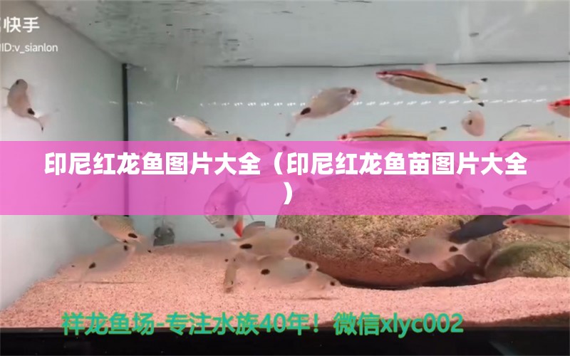 印尼紅龍魚圖片大全（印尼紅龍魚苗圖片大全）