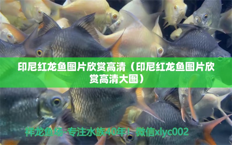 印尼紅龍魚圖片欣賞高清（印尼紅龍魚圖片欣賞高清大圖） 印尼紅龍魚