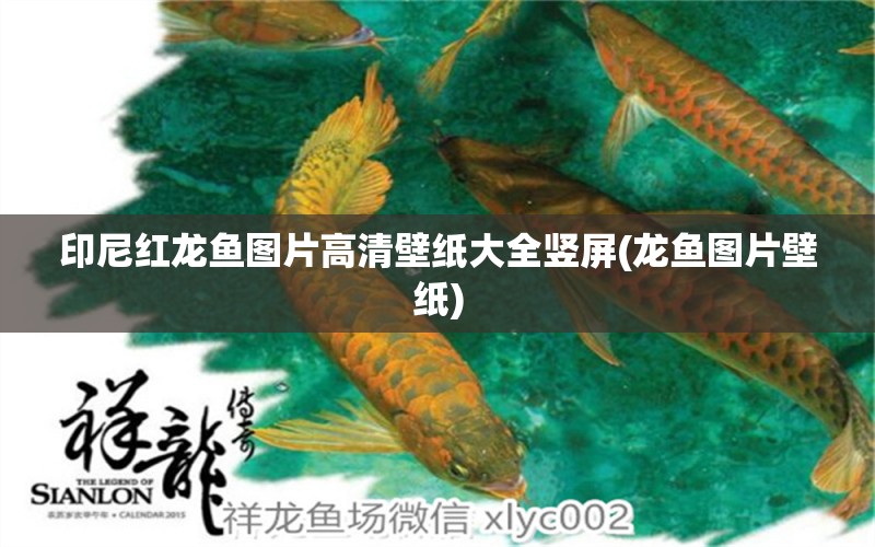 印尼紅龍魚圖片高清壁紙大全豎屏(龍魚圖片壁紙)