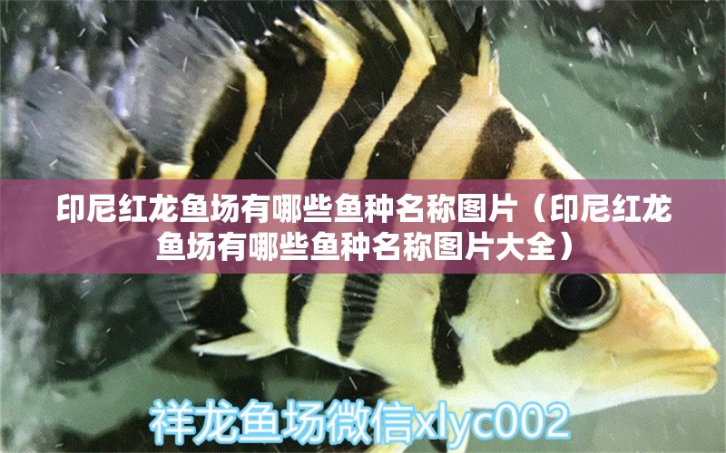 印尼紅龍魚(yú)場(chǎng)有哪些魚(yú)種名稱圖片（印尼紅龍魚(yú)場(chǎng)有哪些魚(yú)種名稱圖片大全）