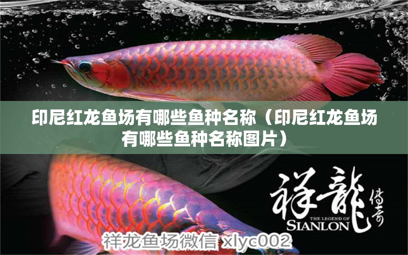 印尼紅龍魚(yú)場(chǎng)有哪些魚(yú)種名稱（印尼紅龍魚(yú)場(chǎng)有哪些魚(yú)種名稱圖片）