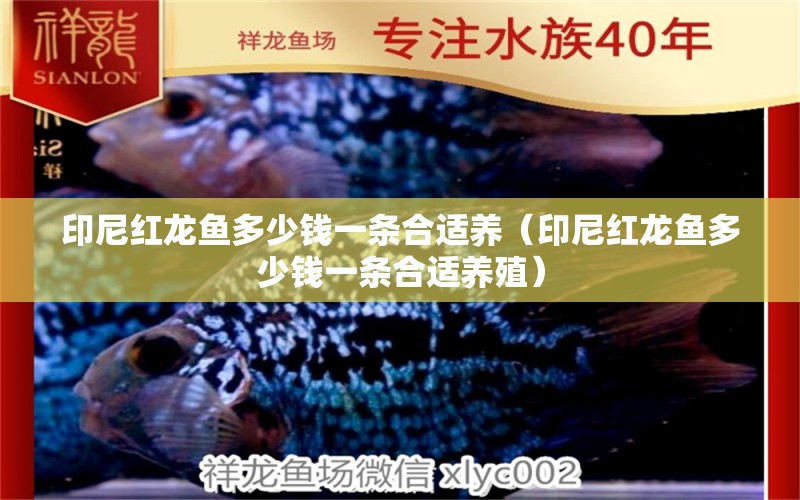 印尼紅龍魚(yú)多少錢(qián)一條合適養(yǎng)（印尼紅龍魚(yú)多少錢(qián)一條合適養(yǎng)殖） 印尼紅龍魚(yú)