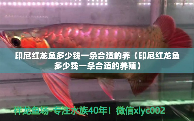 印尼紅龍魚多少錢一條合適的養(yǎng)（印尼紅龍魚多少錢一條合適的養(yǎng)殖）