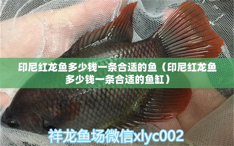 印尼紅龍魚(yú)多少錢(qián)一條合適的魚(yú)（印尼紅龍魚(yú)多少錢(qián)一條合適的魚(yú)缸）