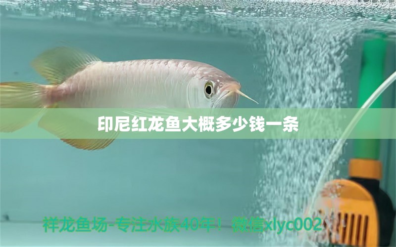 印尼紅龍魚大概多少錢一條