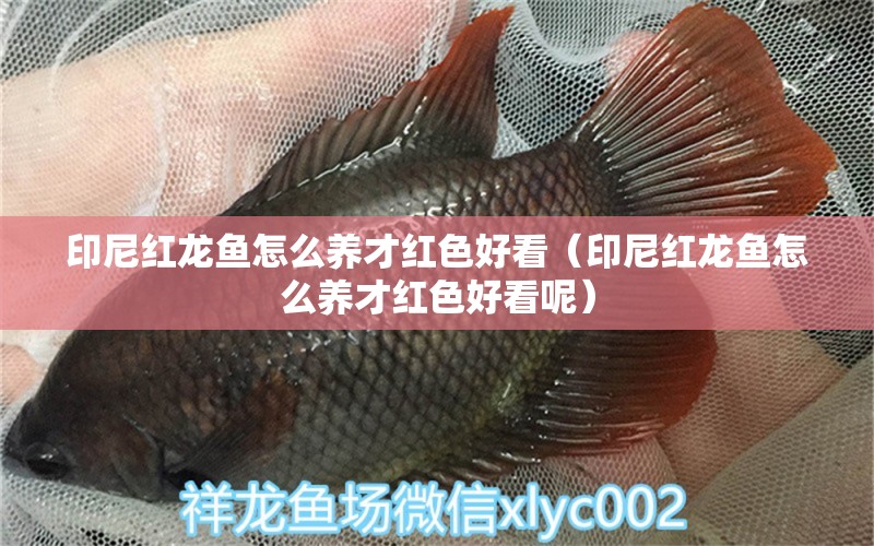 印尼紅龍魚怎么養(yǎng)才紅色好看（印尼紅龍魚怎么養(yǎng)才紅色好看呢）