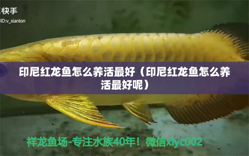 印尼紅龍魚(yú)怎么養(yǎng)活最好（印尼紅龍魚(yú)怎么養(yǎng)活最好呢）