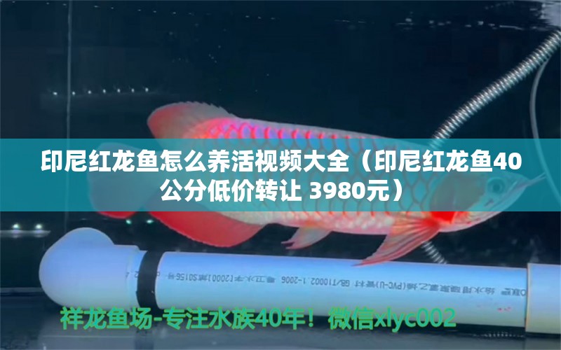 印尼紅龍魚怎么養(yǎng)活視頻大全（印尼紅龍魚40公分低價(jià)轉(zhuǎn)讓 3980元）