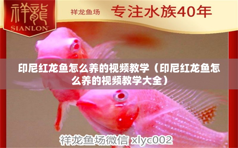 印尼紅龍魚(yú)怎么養(yǎng)的視頻教學(xué)（印尼紅龍魚(yú)怎么養(yǎng)的視頻教學(xué)大全） 印尼紅龍魚(yú)