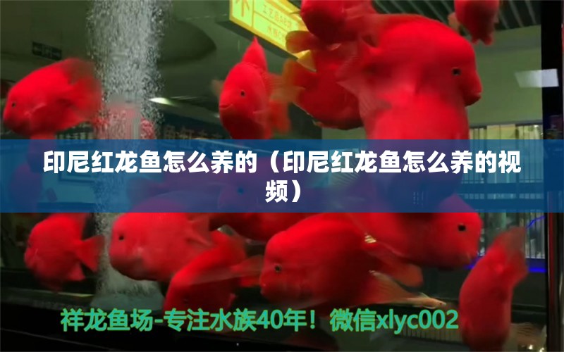 印尼紅龍魚怎么養(yǎng)的（印尼紅龍魚怎么養(yǎng)的視頻） 印尼紅龍魚