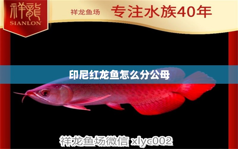 印尼紅龍魚怎么分公母