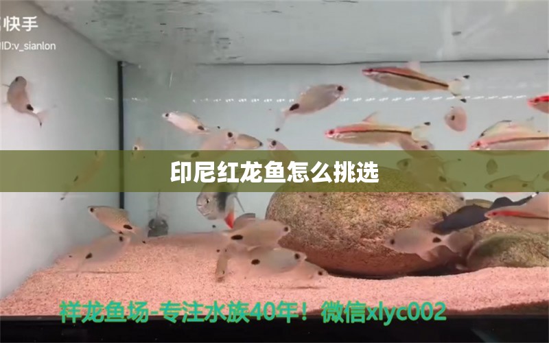 印尼紅龍魚怎么挑選