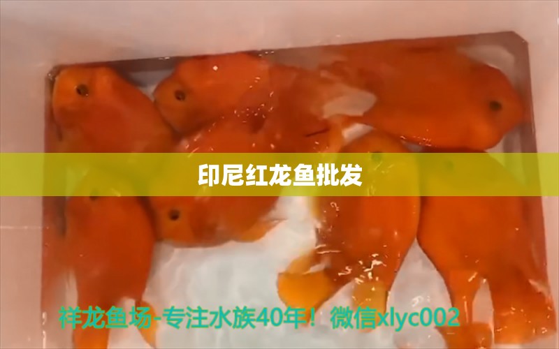 印尼紅龍魚(yú)批發(fā)