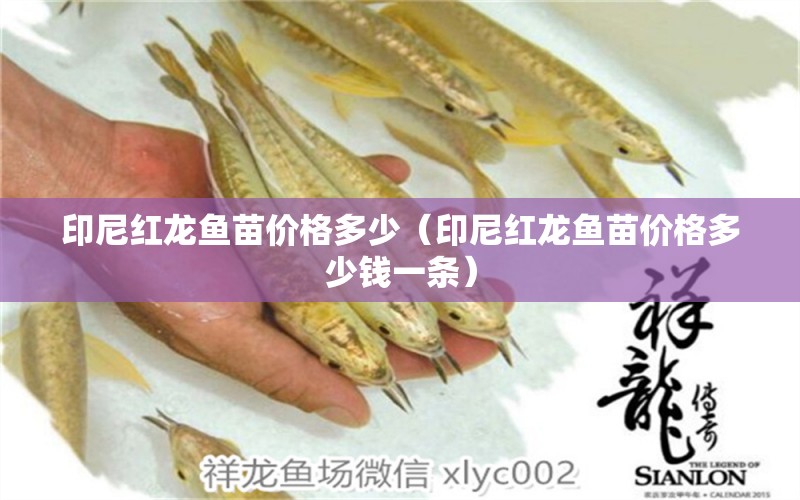 印尼紅龍魚苗價格多少（印尼紅龍魚苗價格多少錢一條）