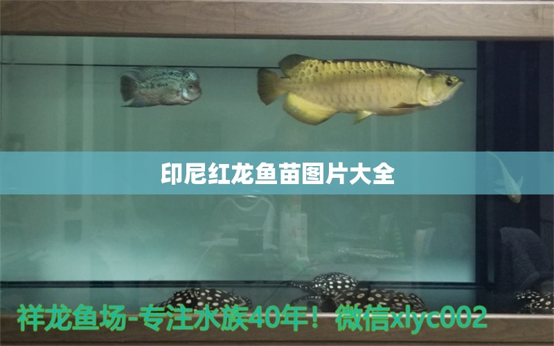 印尼紅龍魚苗圖片大全