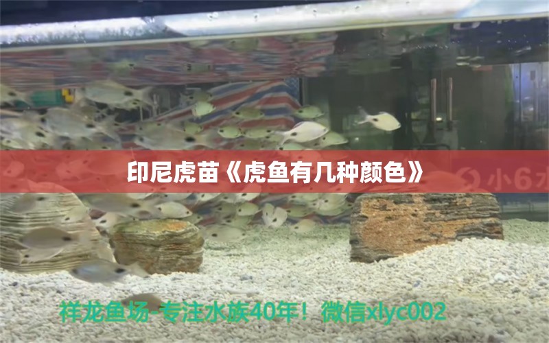 印尼虎苗《虎魚(yú)有幾種顏色》