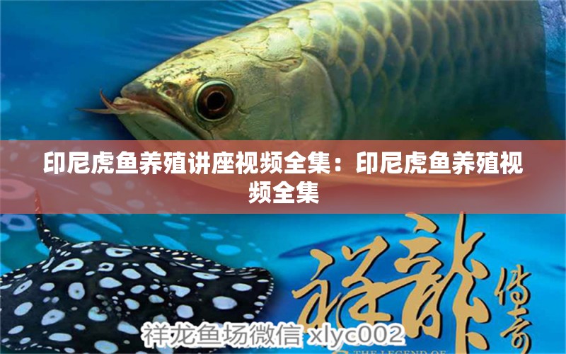 印尼虎魚養(yǎng)殖講座視頻全集：印尼虎魚養(yǎng)殖視頻全集 泰國虎魚 第2張