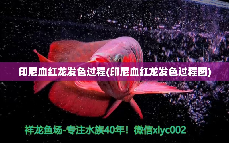 印尼血紅龍發(fā)色過程(印尼血紅龍發(fā)色過程圖) 飛鳳魚