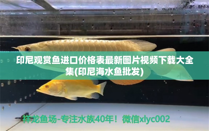 印尼觀賞魚(yú)進(jìn)口價(jià)格表最新圖片視頻下載大全集(印尼海水魚(yú)批發(fā)) 觀賞魚(yú)進(jìn)出口 第1張