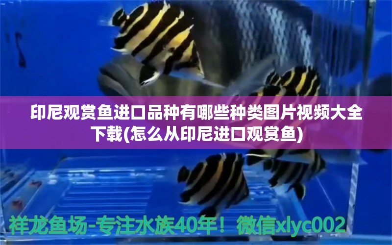 印尼觀賞魚進口品種有哪些種類圖片視頻大全下載(怎么從印尼進口觀賞魚) 觀賞魚進出口 第1張