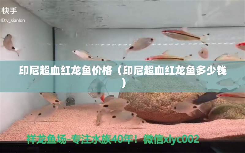 印尼超血紅龍魚價(jià)格（印尼超血紅龍魚多少錢） 超血紅龍魚