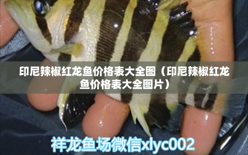 印尼辣椒紅龍魚(yú)價(jià)格表大全圖（印尼辣椒紅龍魚(yú)價(jià)格表大全圖片）