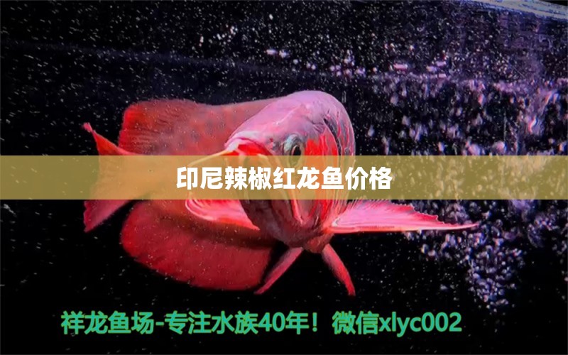 印尼辣椒紅龍魚價格 龍魚批發(fā)