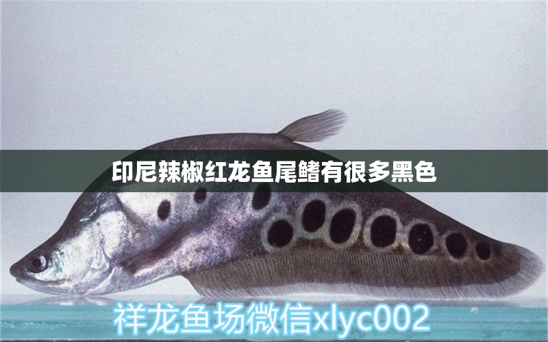 印尼辣椒紅龍魚(yú)尾鰭有很多黑色