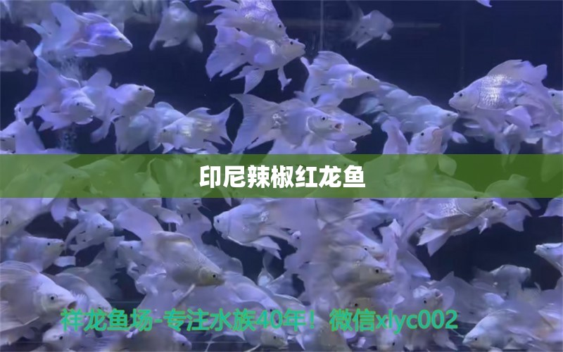 印尼辣椒紅龍魚