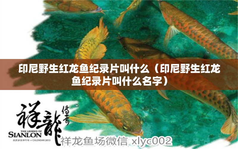 印尼野生紅龍魚紀(jì)錄片叫什么（印尼野生紅龍魚紀(jì)錄片叫什么名字）