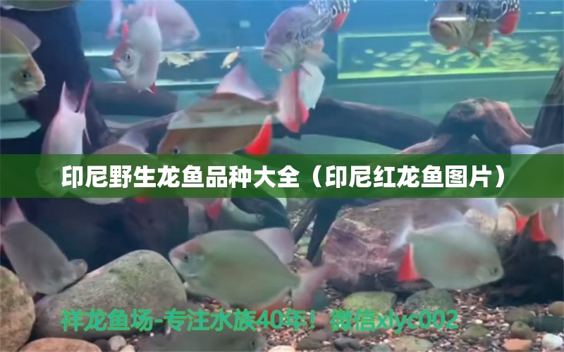 印尼野生龍魚品種大全（印尼紅龍魚圖片）